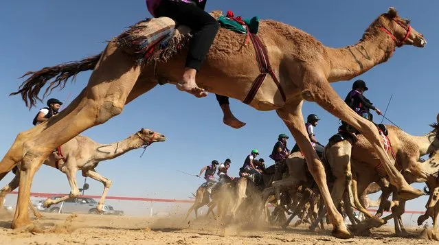 Jockeys race during the Sheikh Sultan Bin Zayed al-Nahyan camel festival, at the Shweihan racecourse in al-Ain on the outskirts of Abu Dhabi on February 2, 2018. (Photo by Karim Sahib/AFP Photo)
