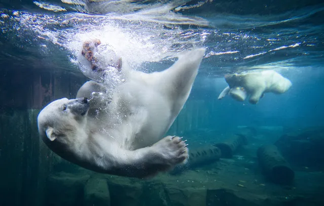 Two polar bears dive for ice cream cakes in the water basin at the Zoo in Hanover, Germany, Wednesday, September 16, 2020. (Photo by Julian Stratenschulte/dpa via AP Photo)