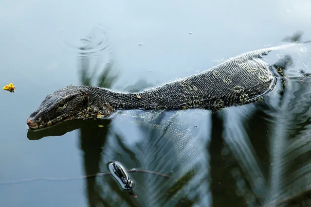 A monitor lizard swims at a lake at Lumpini park in Bangkok, Thailand, July 11, 2016. Picture taken July 11, 2016. (Photo by Jorge Silva/Reuters)