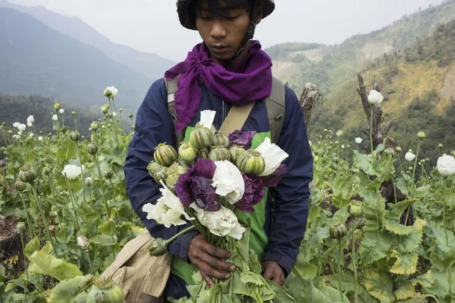 A member of Pat Jasan, a grassroots organization motivated by their faith to root out the destructive influence of drugs, holds poppies as his group slashes and uproots them from a hillside, in Lung Zar village, northern Kachin State, Myanmar on February 3, 2016. The production of opium in Myanmar has flourished since the military's seizure of power, with the cultivation of poppies up by a third in the past year as eradication efforts have dropped off and the faltering economy has led more people toward the drug trade, according to a United Nations report released Thursday, Jan. 26, 2023. (Photo by Hkun Lat/AP Photo)