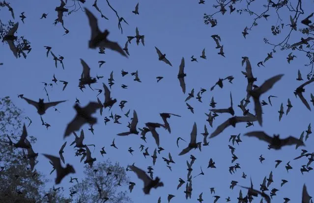 Bats come out of the Volcan de los Murcielagos, a cave that is home to three million bats, in the Balam-Ku reserve, in the Yucatan Peninsula of Mexico, on Wednesday, January 11, 2023. One version of the Maya Train plan had the tracks passing less than a half mile from the bat cave. (Photo by Marco Ugarte/AP Photo)