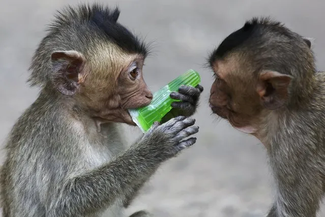 A young long-tailed macaque bites a container with colourful fruit juice as another watches during the annual Monkey Buffet Festival at the Pra Prang Sam Yot temple in Lopburi, north of Bangkok November 30, 2014. (Photo by Damir Sagolj/Reuters)