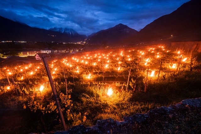 A photograph taken on early April 22, 2024 in Fully, western Switzerland shows burning candles placed in a vineyard to keep the plants warm, part of the fight against the frost destroying the newly emerging buds. The risk of late frost damage to fruit crops and vineyards is increasing. As a result of climate change, winters are becoming milder and the growing season is being lengthened, says Swiss weather service Meteonews quoted by Keystone-SDA news agency. (Photo by Fabrice Coffrini/AFP Photo)