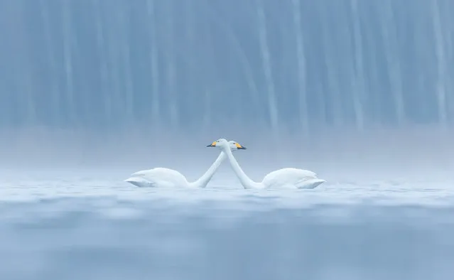 Whooper swans, Janakkala, Finland. (Photo by Antti Siponen/BPOTY/Cover Images/The Guardian)