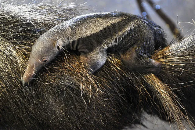 A two-day old baby giant anteater (Myrmecophaga tridactyla) rides on the back of its mother Isabella sticking to her fur in their enclosure in the Budapest Zoo in Budapest, Hungary, 07 October 2016. Isabella and her mate William have been living in the zoo since 2014, they were sent here with the explicit aim to breed offsprings. (Photo by Attila Kovacs/EPA)