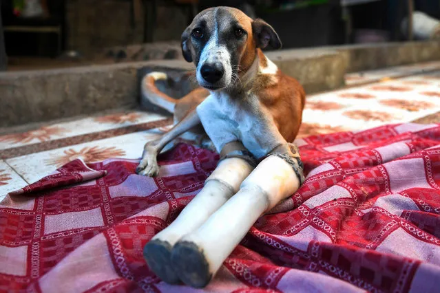Rocky, a female dog who lost her front legs in a train accident, rests at the People For Animal Trust in Faridabad on November 17, 2020. A street dog that had its front legs after being run over by a train in northern India has found a new home in Britain after enduring a year of surgeries and learning to walk again with new prosthetics. (Photo by Money Sharma/AFP Photo)