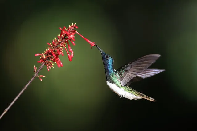 A brightly coloured, white-necked jacobin hummingbird, captured feeding on nectar from a firespike flower in Boca Tapada, Costa Rica in March 2023. This is the pin-sharp moment a hummingbird was captured flapping its wings 50 times in a single second as it hovered to feed on nectar. The beautiful bird is pictured in perfect clarify as it feeds from a brightly coloured plant, without a single blur or distortion in sight. (Photo by Zaneta Blaszczyk/Animal News Agency)