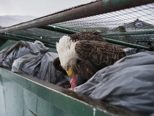 Dumpster diver: A bald eagle feasts on meat scraps in the garbage bins of a supermarket in Dutch Harbor, Alaska, February 14, 2017. Once close to extinction, the bald eagle has made a massive comeback after concerted conservation efforts. Unalaska has a population of around 5,000 people, and 500 eagles. Some 350 million kilograms of fish are landed in Dutch Harbor annually. The birds are attracted by the trawlers, but also feed on garbage and snatch grocery bags from the hands of unsuspecting pedestrians. Locally, the American national bird is known as the “Dutch Harbor pigeon”. (Photo by Corey Arnold/World Press Photo)