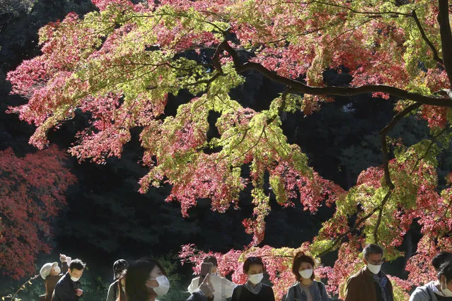 Visitors wearing face masks to protect against the spread of the coronavirus walk through the colorful autumn leaves at a park in Tokyo, Monday, November 23, 2020. (Photo by Koji Sasahara/AP Photo)