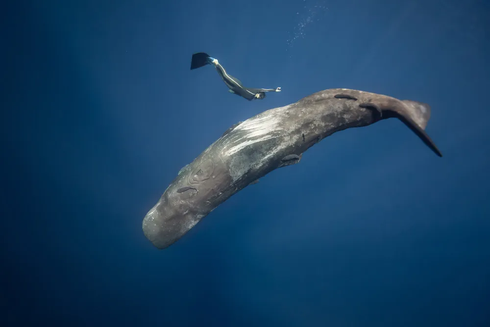 Divers Swim with Sperm Whales