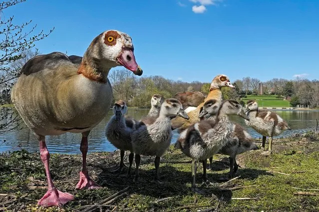 An Egyptian goose family walks under a blue sky at a lake in Gelsenkirchen, Germany, Wednesday, April 5, 2023. (Photo by Martin Meissner/AP Photo)