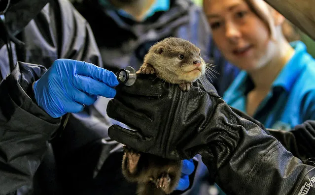 A baby otter has its first health checkup at Chester zoo, England on May 2, 2018. It was among five pups being weighed and microchipped. (Photo by Peter Byrne/PA Wire)