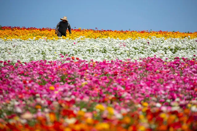 A worker picks ranunculus flowers at the Flower Fields in Carlsbad, California, U.S., April 26, 2018. (Photo by Mike Blake/Reuters)