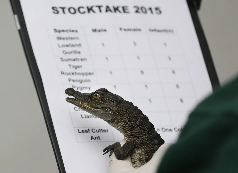 The London Zoo's Annual Stocktake of Animals