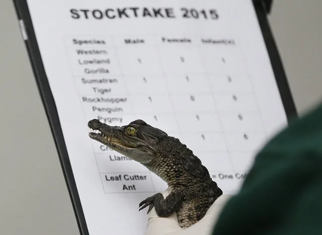 A six month old Philippine crocodile, one of six who were the first of their kind to hatch in the UK, during the annual stock take at London Zoo, Monday, January 5, 2015. (Photo by Kirsty Wigglesworth/AP Photo)