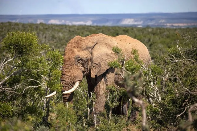 An elephant is seen in Addo Elephant National Park on April 4, 2023. Plans to build wind farms next to a South African national park have riled wildlife activists who worry the turbines will ruin the landscape and impact elephants More than 200 turbines are slated to be erected in the vicinity of the Addo Elephant National Park, in the country's south, after the Environment Ministry dismissed a legal bid to block the project last year. (Photo by Michele Spatari/AFP Photo)