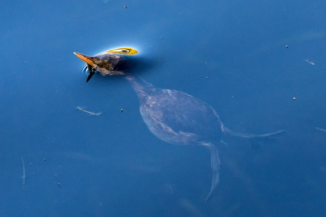 A little grebe bird breaks the surface after a dive at Houhai lake in Beijing, China, on November 13, 2025. (Photo by Maxim Shemetov/Reuters)