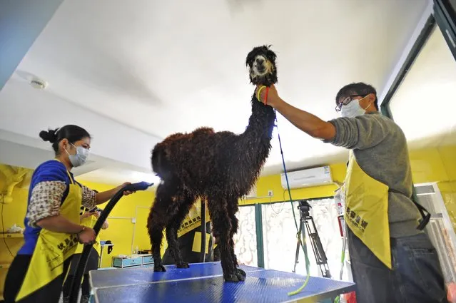 An alpaca stands as it is being groomed at a pet barber shop in Wuhan, Hubei province, January 19, 2015. Wuhan East Lake Ocean World sent its five alpacas for grooming at the barber shop on Monday, according to local media. (Photo by Reuters/Stringer)