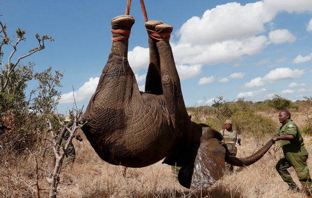 Kenya Wildlife Service (KWS) rangers load a tranquilized elephant onto a truck during a translocation exercise from the Mwea National Reserve to the Aberdare National Park, in Embu County, Kenya on October 14, 2024. (Photo by Thomas Mukoya/Reuters)