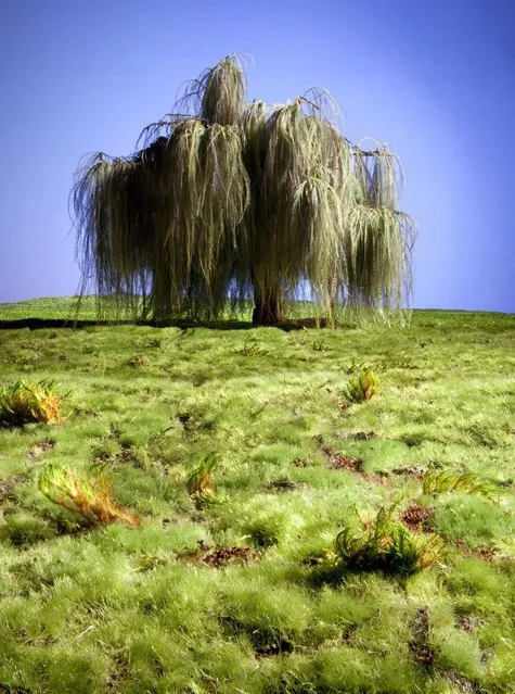 “Willow Study 1”, created by Matthew Albanese. (Photo by Matthew Albanese/Barcroft Media)