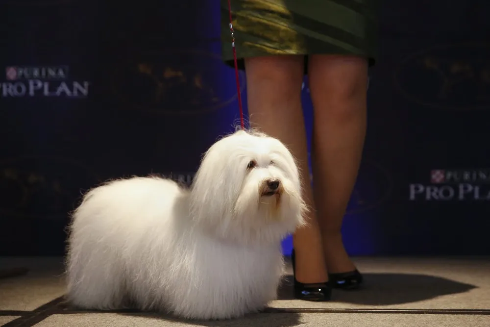 A News Conference for the Upcoming 139th Annual Westminster Kennel Club Dog Show
