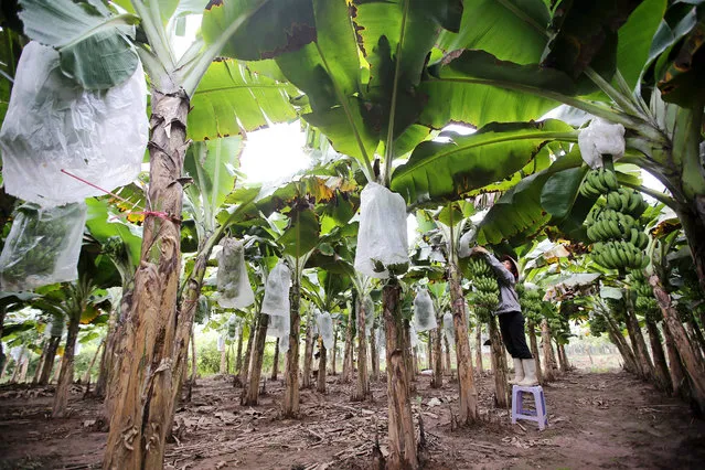 A woman tends to banana plants which are prepared for Tet holiday, the most important holiday of the year, at a banana plantation in Hung Yen province, Vietnam, 02 January 2016. Vietnam's gross domestic product (GDP) grew 6.68 percent in 2015, the highest rise since 2008, according to the government. (Photo by Luong Thai Linh/EPA)