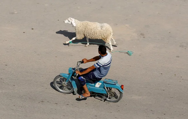 A man rides a motorcycle as he chases down a sheep that has run away in Mdhilla, southwestern Tunisia August 11, 2018. (Photo by Zoubeir Souissi/Reuters)