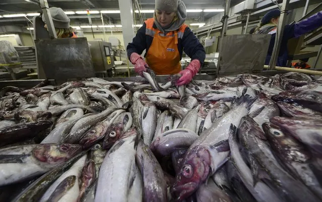 A worker sorts fresh pollocks for further processing and freezing at the Yuzhno-Kurilsk fish plant in the settlement of Yuzhno-Kurilsk on the Island of Kunashir, one of four islands known as the Southern Kuriles in Russia and the Northern Territories in Japan, December 21, 2016. (Photo by Yuri Maltsev/Reuters)