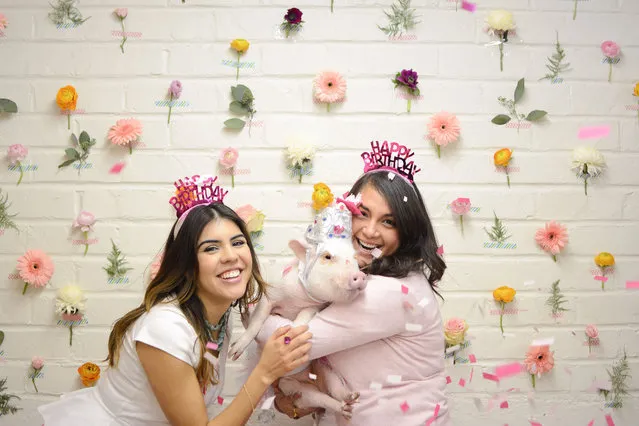 Hamlet the micro pig may already be a hit on Instagram, but its not stopped her from hogging the limelight on her birthday. Known for her adorable costume play, the miniature pig, from Pasadena, California, celebrated her first birthday in style, inviting all her furry Instagram friends to join her party. Pictured wearing a bright pink tutu and a tiara fit for a princess, Hamlet, who is named after Lady Hamlet from the Shakespeare play, shows that shes no boar when it comes to partying. Here: Melanie Gomez and best friend Adriana. (Photo by Caters News)