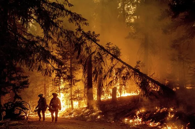 Firefighters light a backfire to stop the Dixie Fire from spreading near Prattville in Plumas County, Calif., on Friday, July 23, 2021. (Photo by Noah Berger/AP Photo)