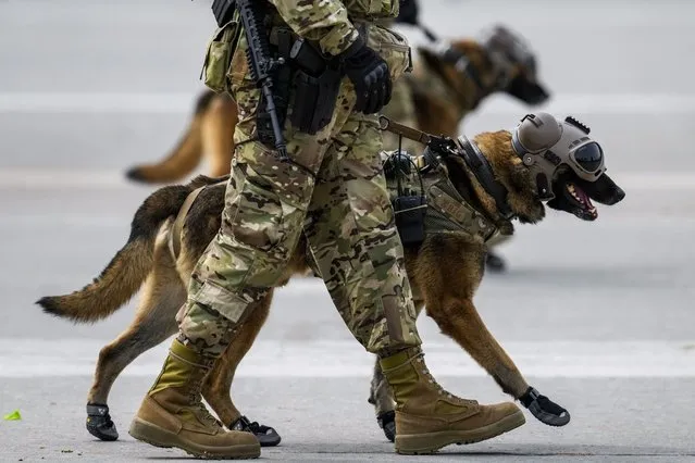 Chilean soldiers march with heliborne rescue dogs during a military parade to celebrate Independence Day and Army Day in Santiago, Chile, Monday, September 19, 2022.  (Photo by Esteban Felix/AP Photo)