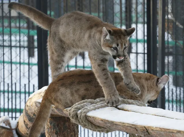 Two four-month-old North American cougars play in the Royev Ruchey zoo on the suburbs of the Siberian city of Krasnoyarsk, Russia, February 11, 2016. (Photo by Ilya Naymushin/Reuters)