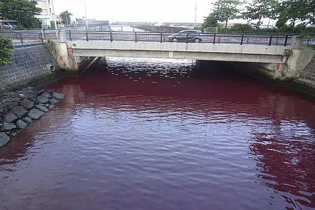 This handout photo taken and released by the 11th Regional Coast Guard Headquarters on June 27, 2023 shows a river dyed red after coolant used in equipment to help with beer-making leaked into the water from the nearby beer brewery in the city of Nago, Okinawa prefecture. (Photo by Handout/The 11th Regional Coast Guard Headquarters via AFP Photo)