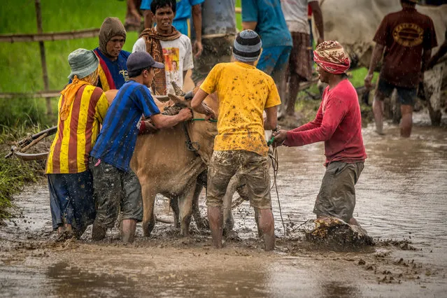 Group of men get cow into position before race, on March 12, 2016 in Padang, West Sumatra, Indonesia. (Photo by Teh Han Lin/Barcroft Images)