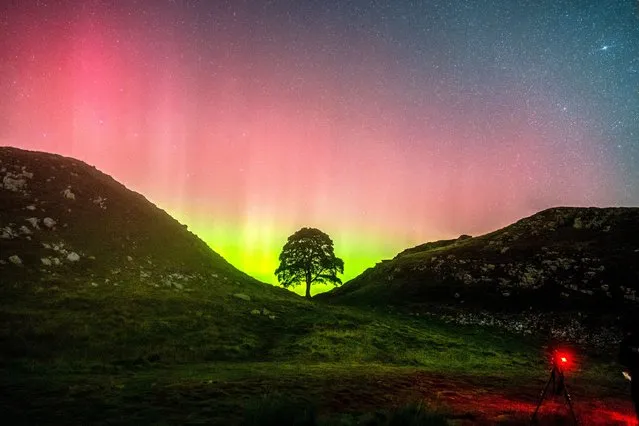 The Northern lights made an appearance just after midnight on Wednesday over Sycamore Gap in Northumberland, North East England on September 13, 2023, with the aurora pillars visible. (Photo by Ian Sproat/Picture Exclusive)