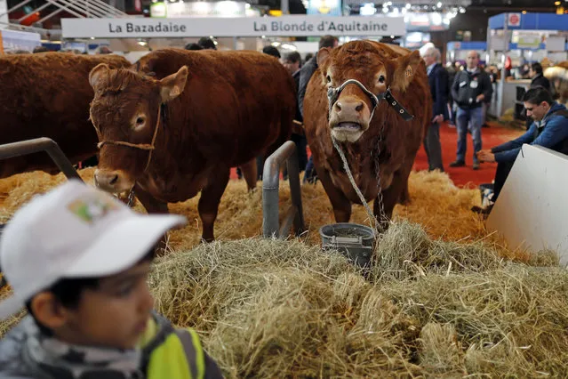 Cows are pictured at the International Agricultural Show in Paris, France, February 29, 2016. The Paris Farm Show runs from February 27 to March 6, 2016. (Photo by Benoit Tessier/Reuters)