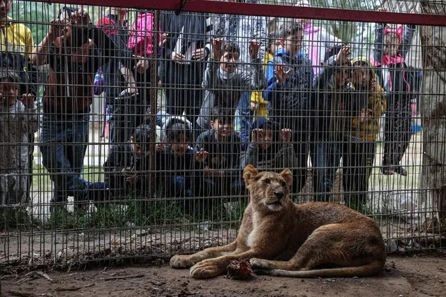 A lion is seen in their cage at the zoo in Rafah in the southern Gaza Strip, on January 2, 2024, where displaced Palestinians sought refuge amid the ongoing conflict between Israel and the militant group Hamas. (Photo by AFP Photo/Stringer)