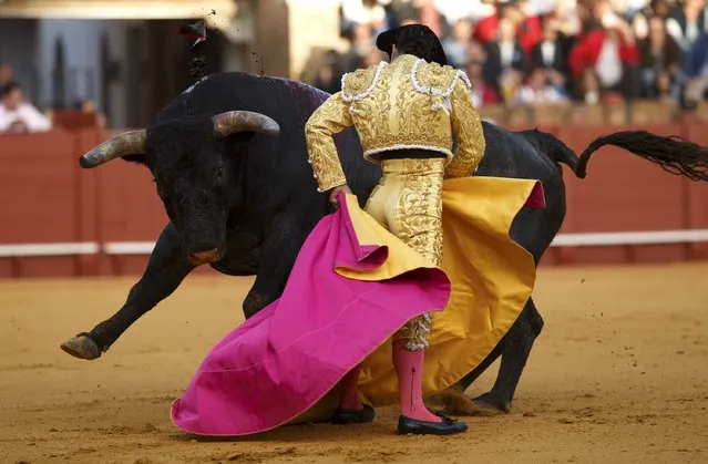 Spanish matador Ivan Fandino performs a pass to a bull during a bullfight at The Maestranza bullring in the Andalusian capital of Seville, southern Spain April 26, 2015. (Photo by Marcelo del Pozo/Reuters)