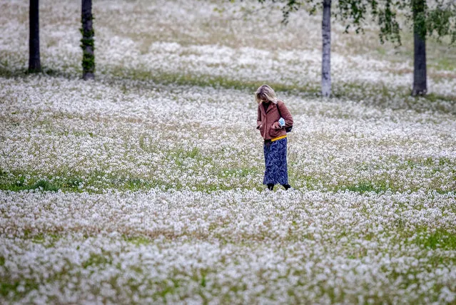 A woman walks between dandelions in a small park in Frankfurt, Germany, Wednesday, May 12, 2021. (Photo by Michael Probst/AP Photo)