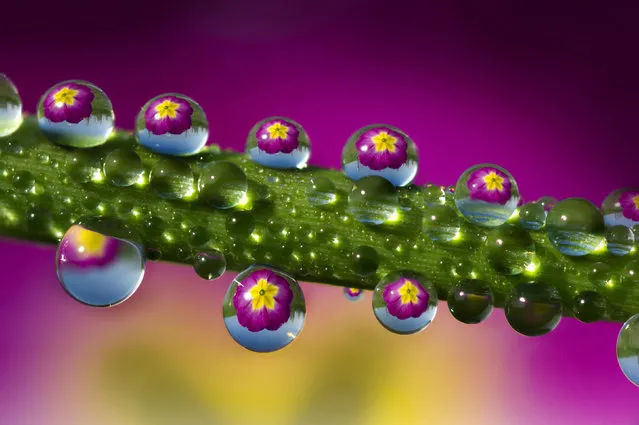 Ever wondered what life is like in miniature? An Italian photographer has perfected his own brand of macro photography with stunning pictures of miniscule drops of dew on flowers. Alberto Ghizzi Panizza, 40, has been a photographer for 18 years and specializes in macro images. All of these pictures were taken on the riverbanks of the Po River, in northern Italy, as Panizza pursued his passion for nature. “I'm deeply fond of nature and animals and always look for the beauty in the world around us”, Panizza said. (Photo by Alberto Ghizzi Panizza/Caters News)