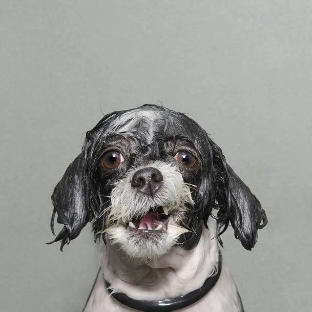 “Wet Dog”. “Wet Dog” is a series of portraits of dogs caught mid‐bath. The dogs are photographed at a vulnerable moment, half a second before they shake the water off their fur. (Photo by Sophie Gamand/2014 Sony World Photography Awards)
