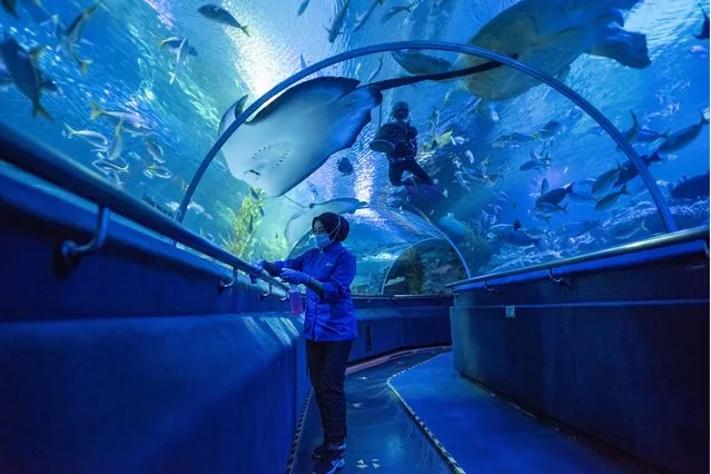 A staff member prepares for the reopening at Aquaria KLCC in Kuala Lumpur, Malaysia, September 29, 2021. Aquaria KLCC will be open for fully vaccinated visitors starting from Oct. 1. (Photo by Xinhua News Agency/Rex Features/Shutterstock)