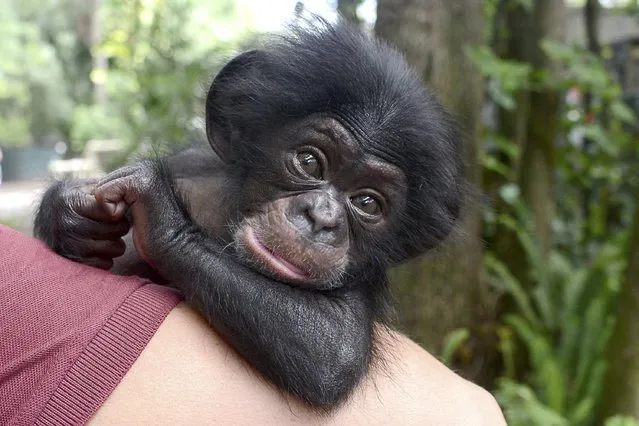 Keeva, a two-month-old chimpanzee, born in Maryland and rejected by her mother, is shown in this undated handout photo provided by Tampa's Lowry Park Zoo in Tampa, Florida, May 7, 2015. Keeva has found a new home at the central Florida zoo, where she is beginning to teeth and hold up her head and soon will be paired with with a surrogate mother. (Photo by Dave Parkinson/Reuters/Tampa's Lowry Park Zoo)