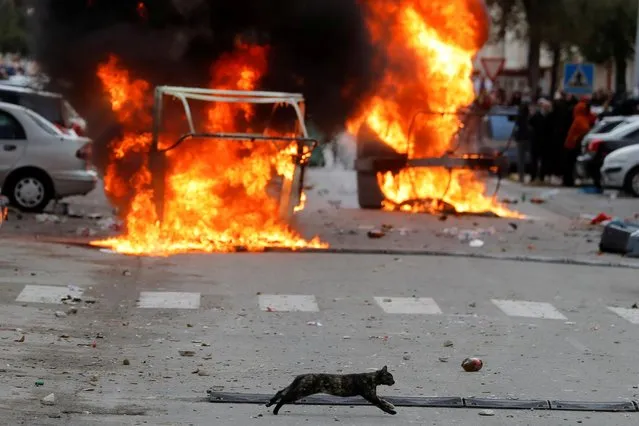 A cat runs past burning barricades during a metalworkers' strike in Puerto Real, near Cadiz, Spain, November 24, 2021. (Photo by Jon Nazca/Reuters)