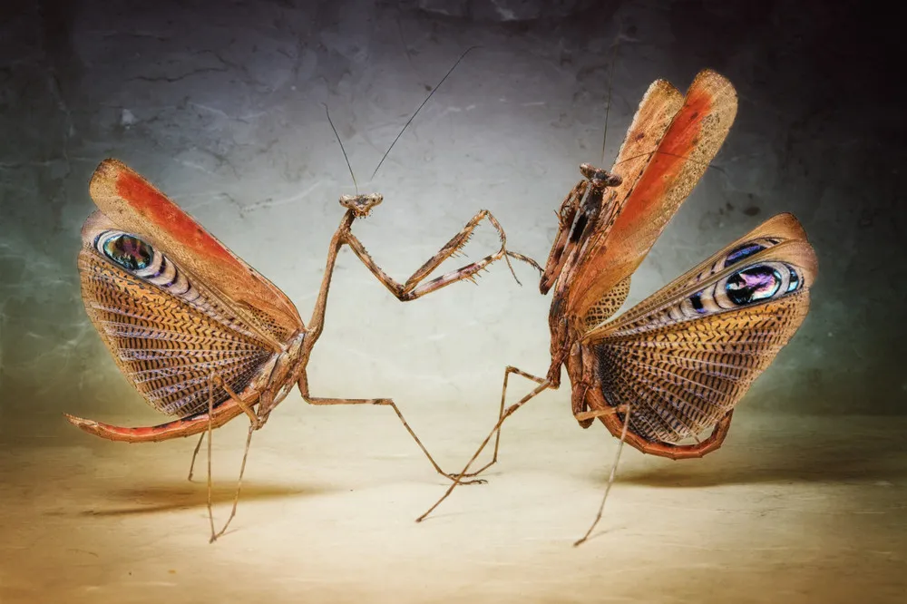 Insects Captured by Igor Siwanowicz