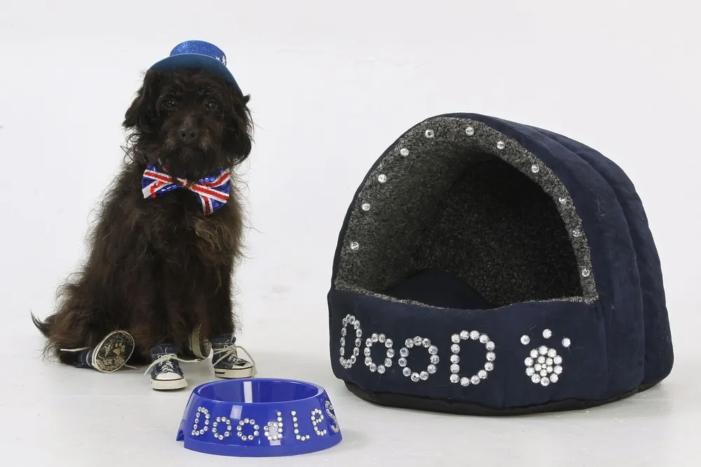British Dog Lover Spends £30,000 on her Nine Pets