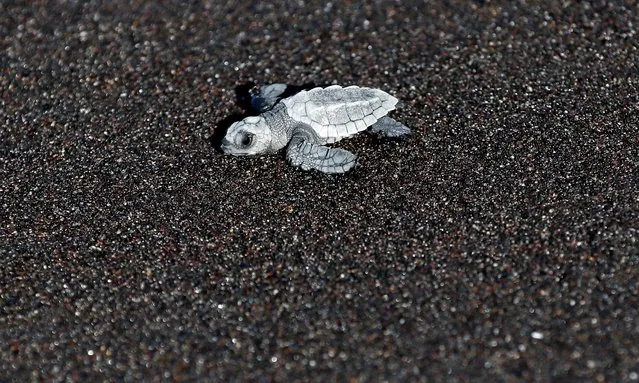 Newly hatched parlama turtles are released on Monterrico beach in Santa Rosa, Guatemala, 21 November 2021. The turtles, which are born in a hatchery, are released at this time of year as a method of preservation of the species that is endangered in the country by the hunting of eggs for illegal sale. (Photo by Esteban Biba/EPA/EFE)