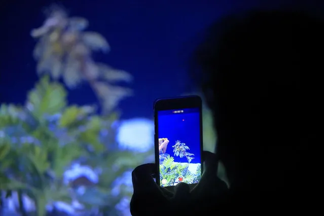 In this Friday, May 17, 2019 photo, a woman records an image of a sea dragon at the Birch Aquarium at the Scripps Institution of Oceanography at the University of California San Diego in San Diego. The Southern California aquarium has built what is believed to be one of the world's largest habitats for the surreal and mythical sea dragons outside Australia, where the native populations are threatened by pollution, warming oceans and the illegal pet and alternative medicine trades. (Photo by Gregory Bull/AP Photo)