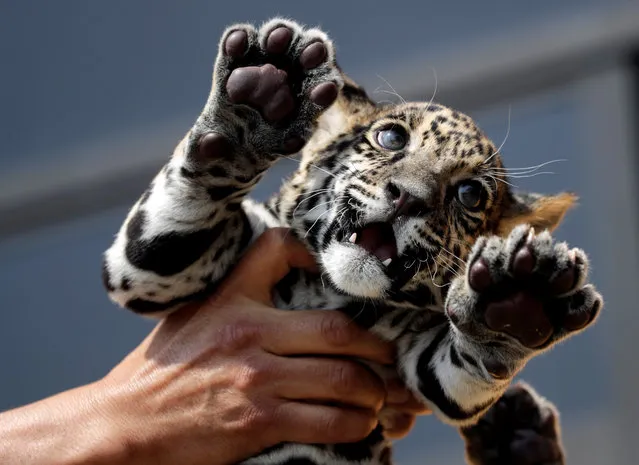 A zoo worker shows a jaguar cub during a media tour at Altiplano Zoo in Tlaxcala near, Mexico City, Mexico on May 24, 2019. (Photo by Henry Romero/Reuters)