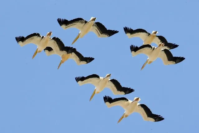 Pelicans fly above agricultural fields near the southern Israeli city of Netivot, April 11, 2016. (Photo by Amir Cohen/Reuters)